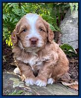 Willow Traveler pups 4 wks old 11