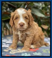 Willow Traveler pups 5 wks old 31