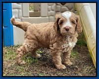 Willow Traveler pups 6 wks old 11
