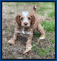 Willow Traveler pups 6 wks old 21