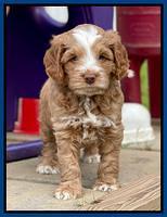 Willow Traveler pups 6 wks old 31