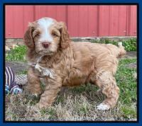 Willow Traveler pups 6 wks old 51