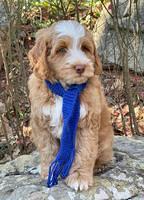 Willow Traveler pups 8 week old 121
