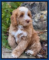Willow Traveler pups 8 week old 81