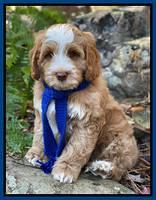 Willow Traveler pups 8 week old 91