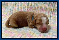 Willow Travler newborn 11
