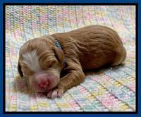 Willow Travler newborn 21