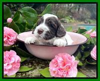 Willow Traveler pups 3 wks old 151