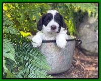 Willow Traveler pups 4 wks old 231