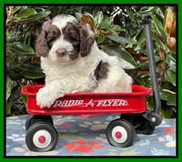Willow Traveler pups 5 wks old 151