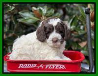 Willow Traveler pups 5 wks old 171