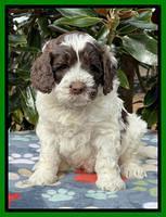 Willow Traveler pups 5 wks old 181