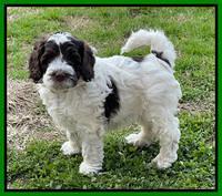 Willow Traveler pups 6 wks old 191