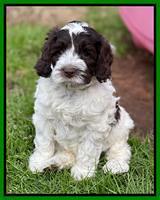 Willow Traveler pups 6 wks old 201