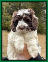 Willow Traveler pups 7 wks old 171