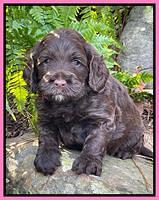 Willow Traveler pups 4 wks old 91