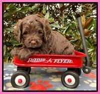 Willow Traveler pups 5 wks old 71