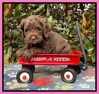Willow Traveler pups 5 wks old 81