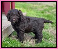 Willow Traveler pups 6 wks old 101