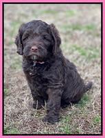 Willow Traveler pups 6 wks old 111