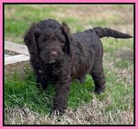 Willow Traveler pups 6 wks old 81