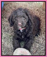 Willow Traveler pups 7 wks old 81