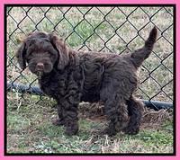 Willow Traveler pups 7 wks old 91