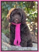 Willow Traveler pups 8 week old 351