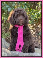 Willow Traveler pups 8 week old 391
