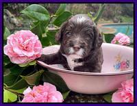Willow Traveler pups 3 wks old 131