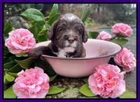 Willow Traveler pups 3 wks old 81
