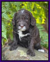 Willow Traveler pups 4 wks old 161