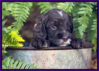 Willow Traveler pups 4 wks old 201