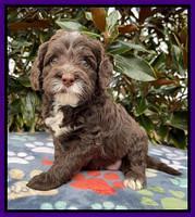 Willow Traveler pups 5 wks old 101