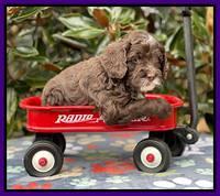 Willow Traveler pups 5 wks old 111