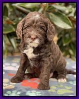 Willow Traveler pups 5 wks old 121