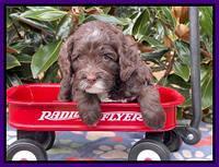 Willow Traveler pups 5 wks old 131