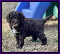 Willow Traveler pups 6 wks old 141