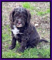 Willow Traveler pups 6 wks old 151