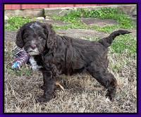 Willow Traveler pups 6 wks old 171