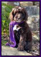 Willow Traveler pups 8 week old 31