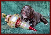 Willow Traveler pups 2 wks old 171