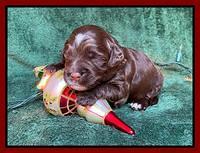 Willow Traveler pups 2 wks old 201