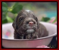 Willow Traveler pups 3 wks old 281