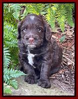 Willow Traveler pups 4 wks old 341