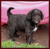 Willow Traveler pups 6 wks old 301