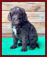 Willow Traveler pups 7 wks old 241