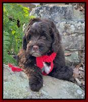 Willow Traveler pups 8 week old 401