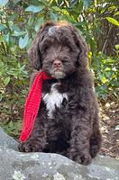 Willow Traveler pups 8 week old 421