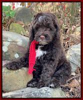 Willow Traveler pups 8 week old 451